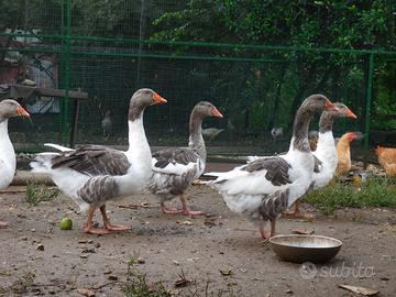Ochette di pura razza Pezzata Veneta
