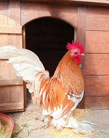 Galline razza sabelpoot