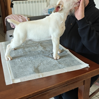 Cuccioli bull terrier