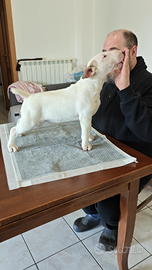 Cuccioli bull terrier