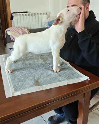 Cuccioli bull terrier