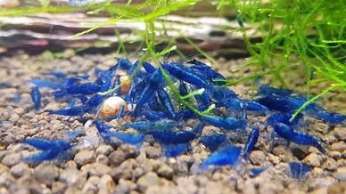 Caridine BLU Blue Dream