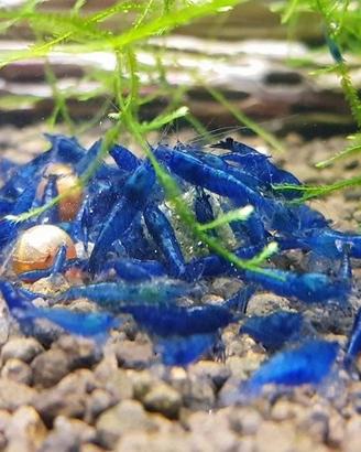Caridine BLU Blue Dream