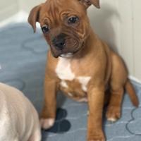 Cucciolo Staffordshire bull terrier