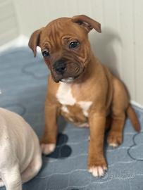 Cucciolo Staffordshire bull terrier