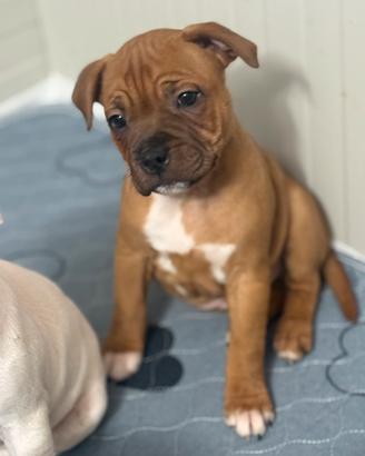 Cucciolo Staffordshire bull terrier