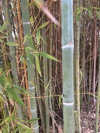 Canne di bambù