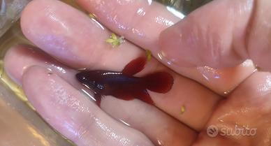 Betta Super delta Rossi 