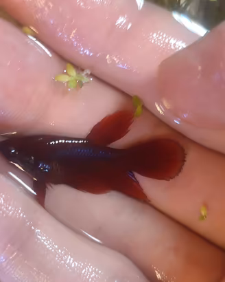 Betta Super delta Rossi 