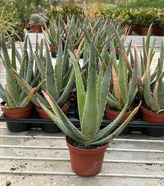Piante Aloe
