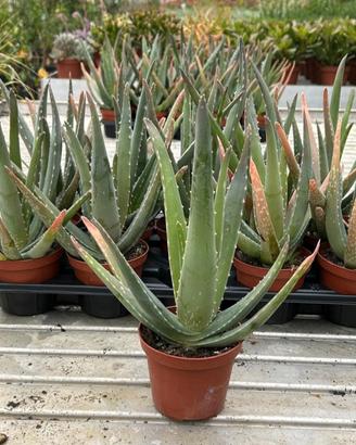 Piante Aloe