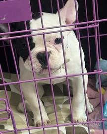 Bulldog francese