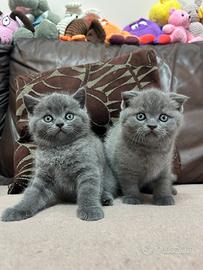 Scottish fold