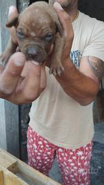 cuccioli di pitbull