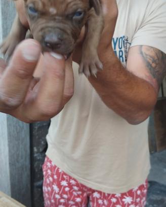 cuccioli di pitbull