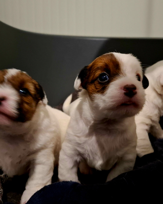Jack Russell