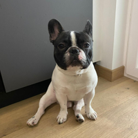Bulldog francese maschii per accoppiamento