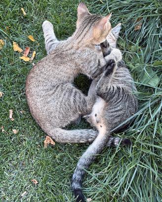 Gattini tigrati affido solo in coppia