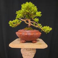 bonsai a 95 vaso borchiato 