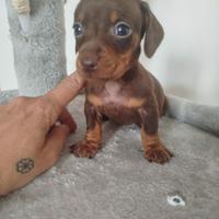 Cuccioli di bassotto