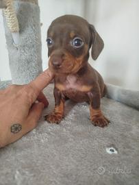 Cuccioli di bassotto