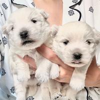 Cuccioli West highland terrier con pedigree