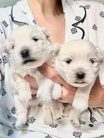 Cuccioli West highland terrier con pedigree