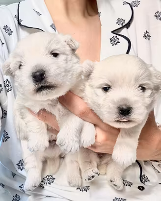 Cuccioli West highland terrier con pedigree
