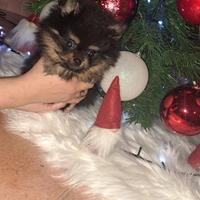 Cane spitz di pomerania nano