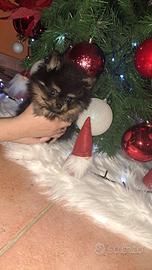 Cane spitz di pomerania nano