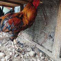 Gallo da riproduzione