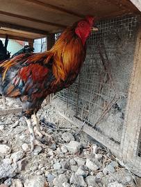 Gallo da riproduzione