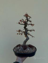 Bonsai Acero Burgeriano
