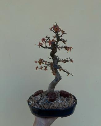Bonsai Acero Burgeriano