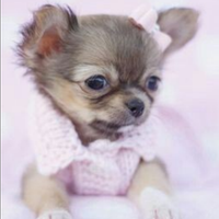 Chihuahua Thailandese