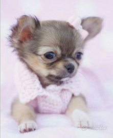 Chihuahua Thailandese