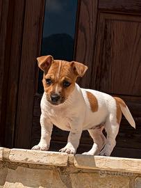 Jack Russell terrier