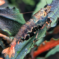 Caridine boa metallic