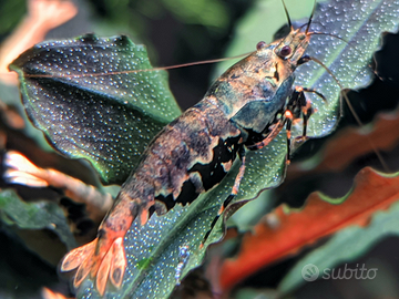 Caridine boa metallic