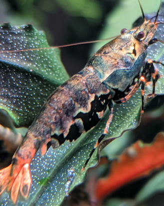 Caridine boa metallic