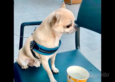 Chihuahua x accoppiamento