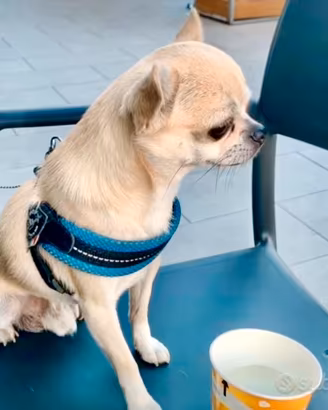 Chihuahua x accoppiamento