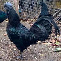 Gallo cemani