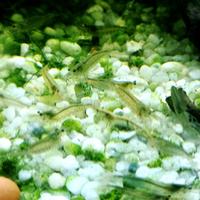 caridine japonica multidentata Amano