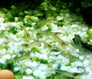 caridine japonica multidentata Amano