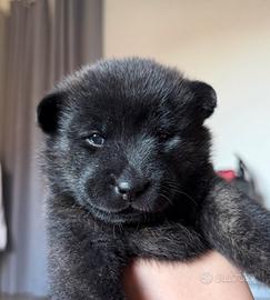 Cuccioli cane KAI KEN
