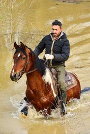 Cavallo