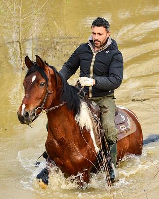 Cavallo