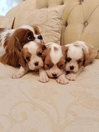 Cavalier king