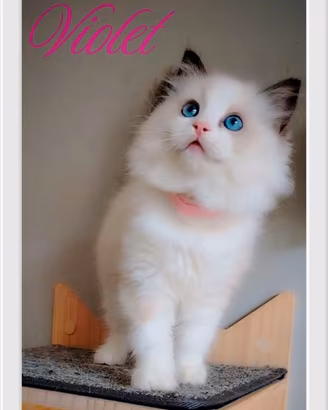 Meravigliosi cuccioli Ragdoll con pedigree